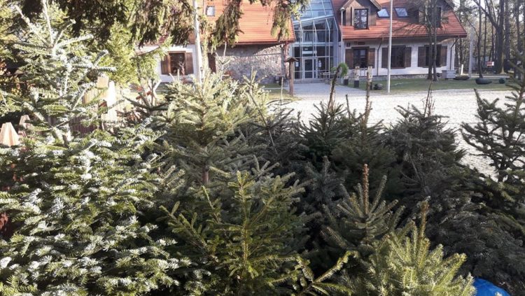 Iglaki warszawiaków zebrane przez Lasy Miejskie Warszawa