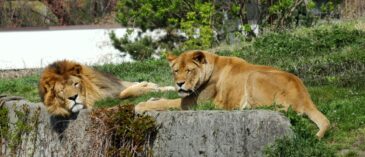 Lwy w zoo